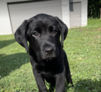 Clients Dog Image