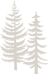 Illustration of 2 white pine trees.
