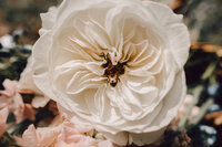 Close-up of single white flower during florist branding session in Austin, Texas
