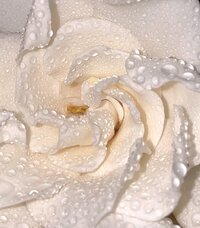 Image of artistic floral imagery from Brand photographer nyc at ADP Studio