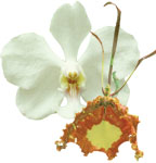 Dancing Light Orchid Essence -  Heart to Heart essence