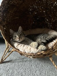 Candid photo of Selah Photo Co’s studio cat lounging in a sunny window
