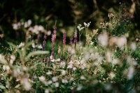 Pollinator and Native Landscaping for the modern gardener. Sustainable garden designs serving the Texoma and North Texas areas. 