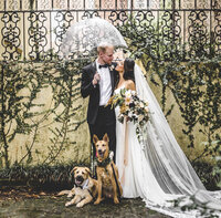 bride and a groom with two tan dogs in front of them
