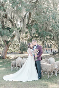 Wedding couple with sheep at Middleton Plantation in South Carolina