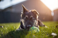 German shepherd puppy is playing with a ball during an at home golden hour photoshoot. 
Work by Duluth-based pet photographer Joanna of Paddle Paws Photography.