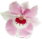 Dancing Light Orchid Essence -  Light Hearted- Heart Light essence