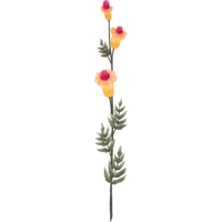 Trumpet wildflowers in gold and red