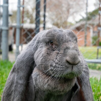 A pet portrait of Bluebell the English Lop.
