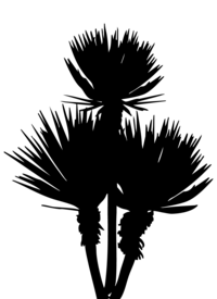 silhouette of desert plants