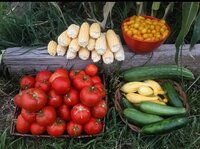 Shasta Valley corn, tomatoes and squash