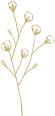 baby's breath