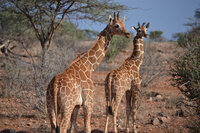 2 Giraffes on Safari in Kenya, Africa
