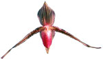 Dancing Light Orchid Essence -  Infinite Patience essence