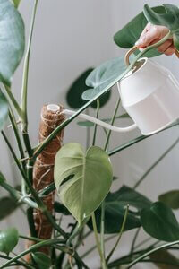 copywriter for small business watering plant