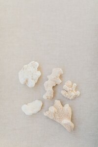 White coral on a linen background