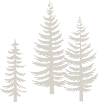 Illustration of 3 white pine trees.