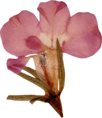 a pink pressed flower