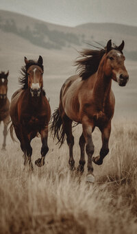 Two brown horses run through tall, dry grass in an open field with hills in the background, capturing the natural inspiration behind Sweet Pea Ink Creative’s unique brand design.