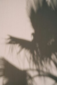 Palm frond shadows on a beige wall