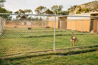 dog-kennel-facility-geraldton-016