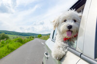 White dog in car with head out of window