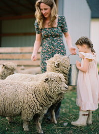 Babydoll Sheep are perfect for children. Learn more at everlyraine.com by Katie O. Selvidge