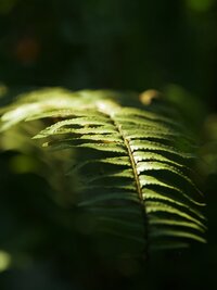 green-leaves-7853561_1920