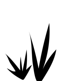 silhouette of desert plants