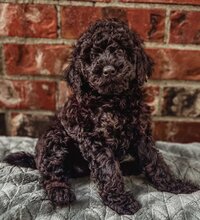 Intense Red Abstract Standard Poodle Puppies