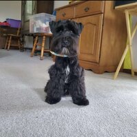Testimonial photo of black mini schnauzer puppy sitting in the living room, looking at the camera during a board and train session