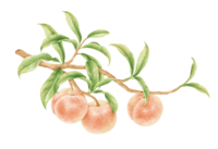 picture of a peach
