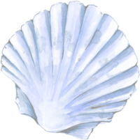 shell1