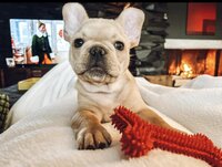 Cream colored french bulldog puppy chewing on its play toy