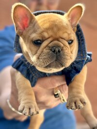 French Bulldog stepping into its new life with forever family