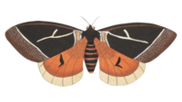 A illustration of a butterfly from a antique textbook