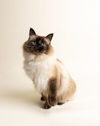 A siamese-looking cat sitting on a cream colored backdrop.