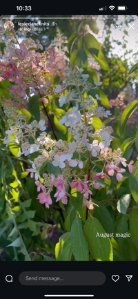 Lexie Dane Knits Instagram story of the garden flowers