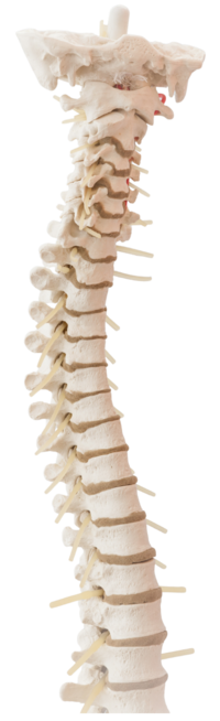 Spine skeleton