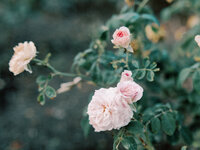 Light pink roses