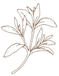 line drawing of floral