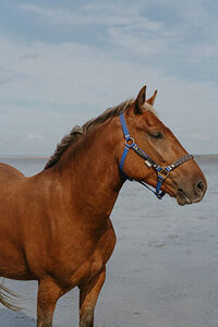 Louxor, cheval de Léa et Nolan.