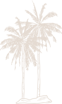 Palm tree illustration