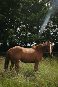 Nectar, cheval de Léa et Nolan.