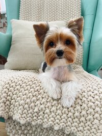 A dark colored yorkie laying on the floor