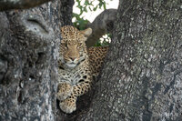 Leopard, Okavango Delta, Botswana. Travel with Wilderness. © Aileen Agricola, Botswana, 2024.