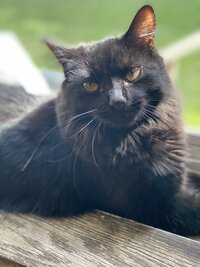 Candid photo of Selah Photo Co’s studio cat lounging in a sunny window
