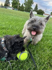two small pups one black one grey playing with tennis ball in grass