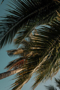 Lush green palms glowing in sunlight against a clear, perfect sky. Tailored Oasis Travel Co.