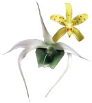 Dancing Light Orchid Essence -  Stepping Ahead Nows essence